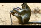 Million Tears! Helpless Baby Monkey Endures Tough Punishment From Mother