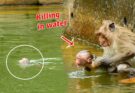 Emotional Rescue Needed! Orphan Baby Monkey Struggles in the Pool