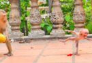 Why Does Baby Monkey Saro Keep Crying Around Mom Sarika?